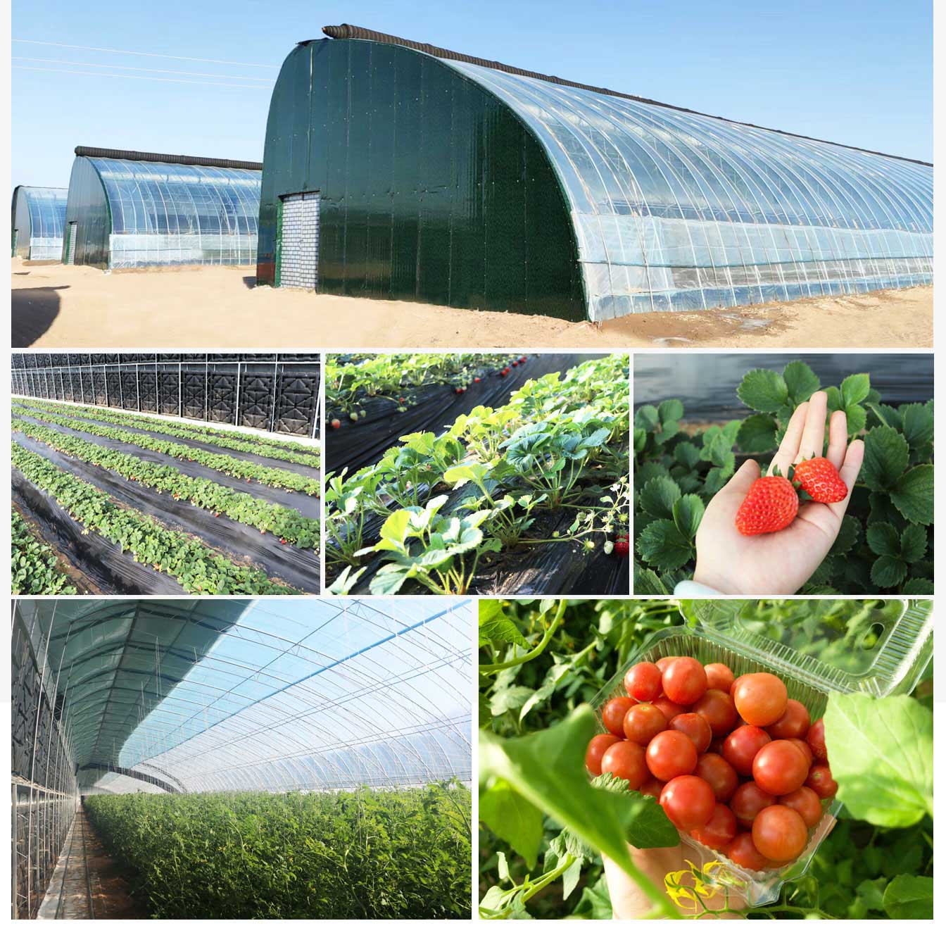 鄂爾多斯市準格爾旗蓿亥圖高標準日光溫室示范基地_08.jpg 鄂爾多斯市準格爾旗蓿亥圖高標準日光溫室示范基地_08.jpg