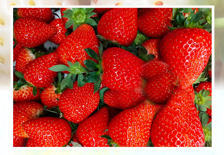 草莓1920網(wǎng)50像素2025年3月12日網(wǎng)頁(yè)_05.jpg 草莓1920網(wǎng)50像素2025年3月12日網(wǎng)頁(yè)_05.jpg