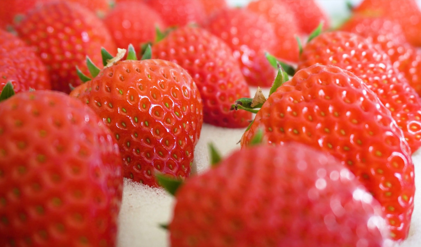 自治區綠色優質果蔬展銷中心psd-恢復的_18第2.jpg 自治區綠色優質果蔬展銷中心psd-恢復的_18第2.jpg